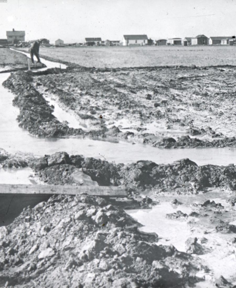 Buğdada mikroelementlərin tətbiqi və qidalanma